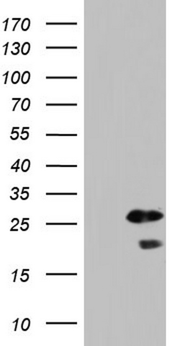 SP17 Antibody