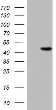UFD1 antibody