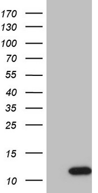 GNG7 Antibody