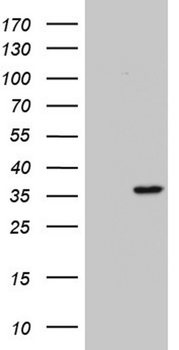 C10orf63 (ENKUR) antibody