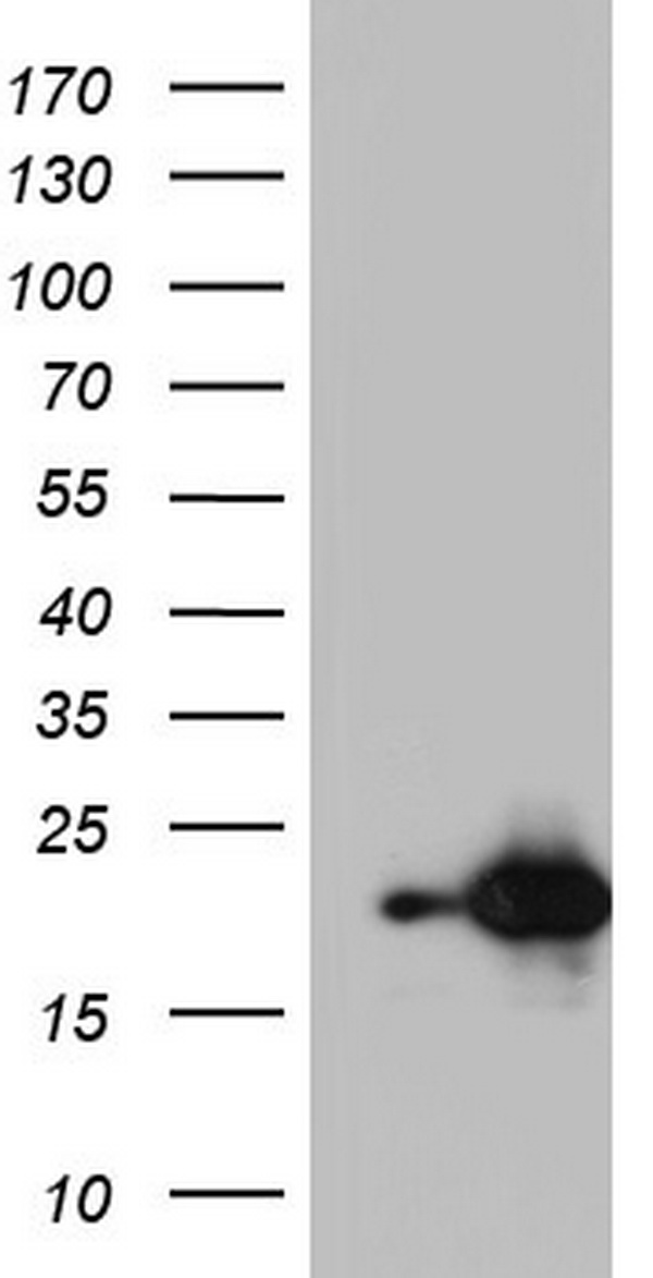 NUDT10 antibody