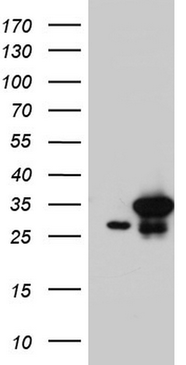 C14orf166 Antibody