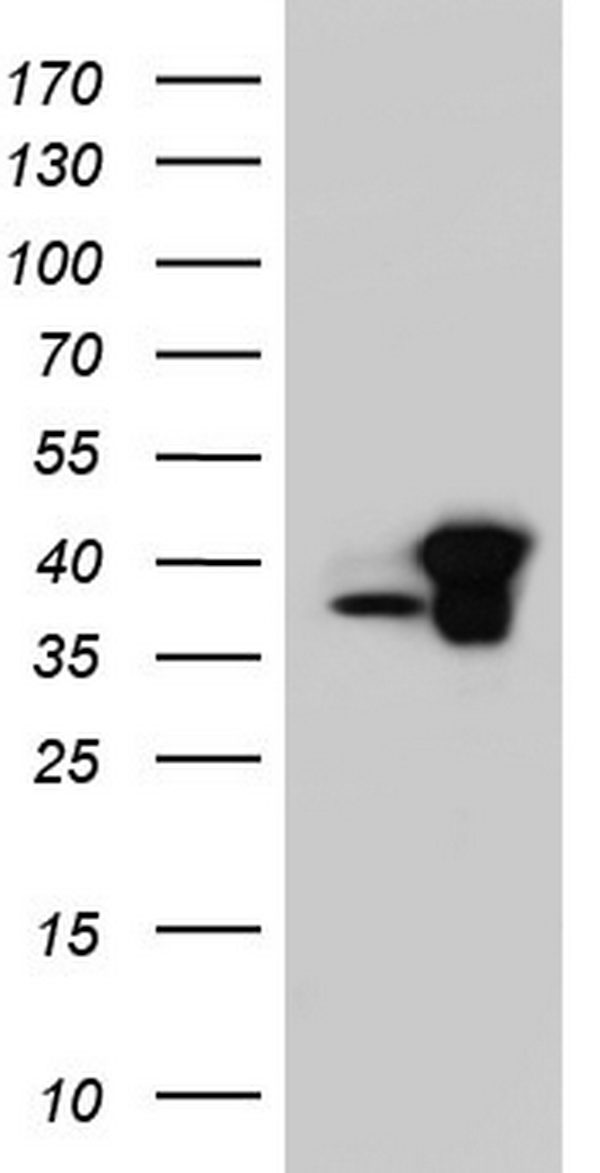 C14orf166 Antibody
