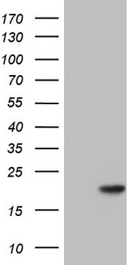 PPIL1 Antibody