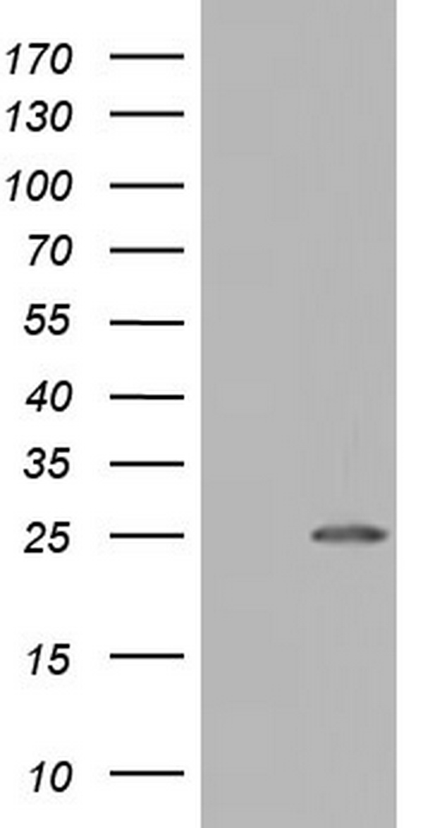 NUDT10 antibody