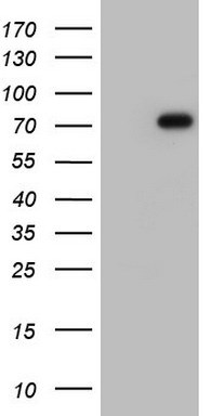 Fibronectin Antibody
