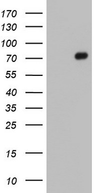 Fibronectin Antibody