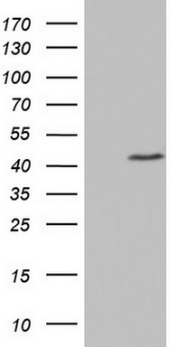 MURF3 (TRIM54) antibody
