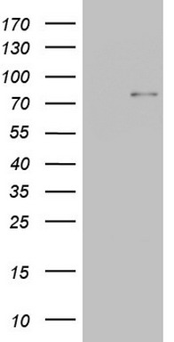 Periostin (POSTN) antibody