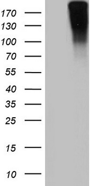 Von Willebrand Factor (VWF) antibody
