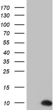 ASC2 (PYDC1) antibody