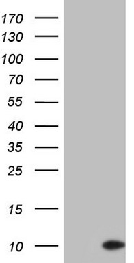 ASC2 (PYDC1) antibody