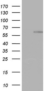 ZNF34 antibody