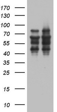ZNF34 Antibody