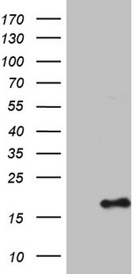IL1RA (IL1RN) antibody