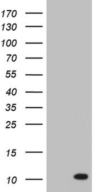 ASC2 (PYDC1) antibody