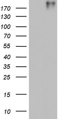 Von Willebrand Factor (VWF) antibody