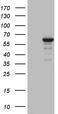 ZNF286 Antibody