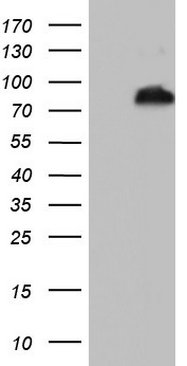 bcl 6 (BCL6) antibody