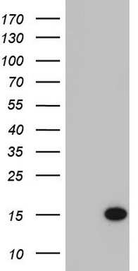 C11ORF67 (AAMDC) antibody