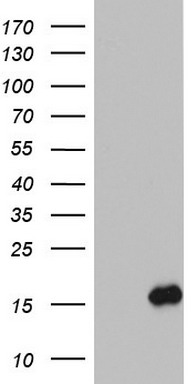 IL1RA (IL1RN) antibody