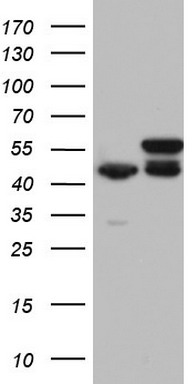 RMND5A Antibody