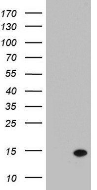 Galectin 2 (LGALS2) antibody