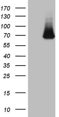 C3IP1 (KLHL12) antibody