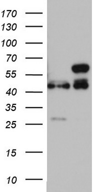 RMND5A Antibody