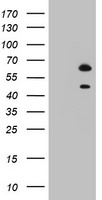 RBFOX1 antibody