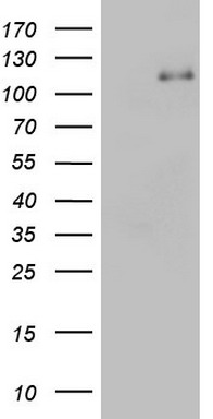 Melanoma gp100 (PMEL) antibody
