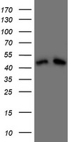 DAP3 antibody