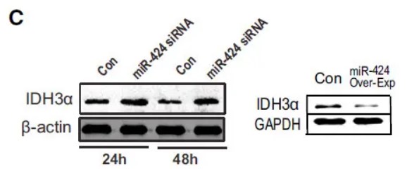 GAPDH antibody