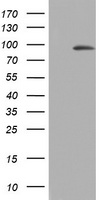 C3orf15 Antibody
