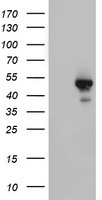LKB1 (STK11) antibody