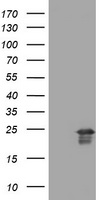 VILIP1 Antibody
