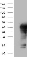 TET1 Antibody