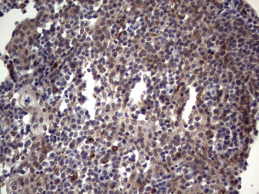 TET1 antibody