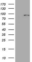 Mitofusin 1 (MFN1) antibody