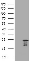 VILIP1 (VSNL1) antibody