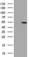 HMG2L1 Antibody