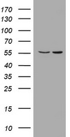 PIK3CD antibody