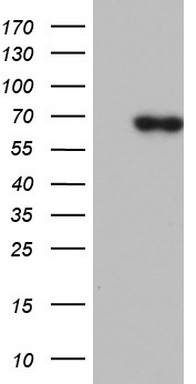 PIK3CD antibody