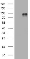 HIF 2 alpha Antibody