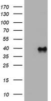 WNT3 antibody