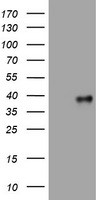 PI 3 Kinase Class 2A Antibody