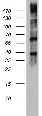 Dicer (DICER1) antibody