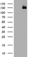 KIBRA (WWC1) antibody