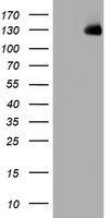 KIBRA (WWC1) antibody
