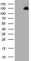 KIBRA Antibody